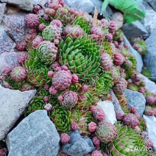 Молодило каменная роза