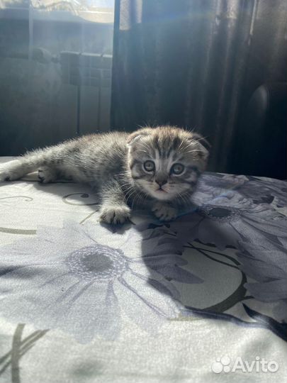 Кошки породистые