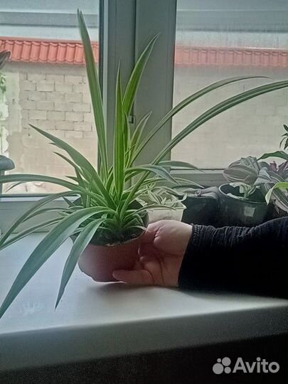 Хлорофитум