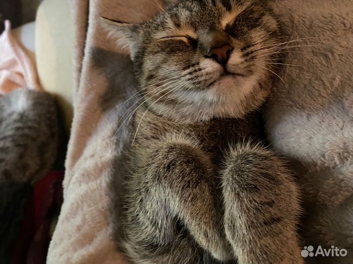Кошка в добрые руки