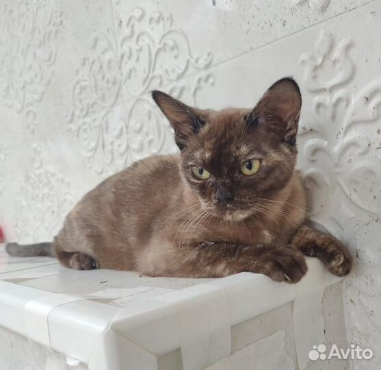 Котята европейской бурмы