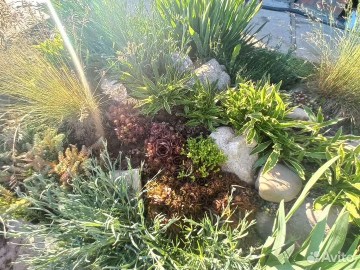 Растения для альпийских горок