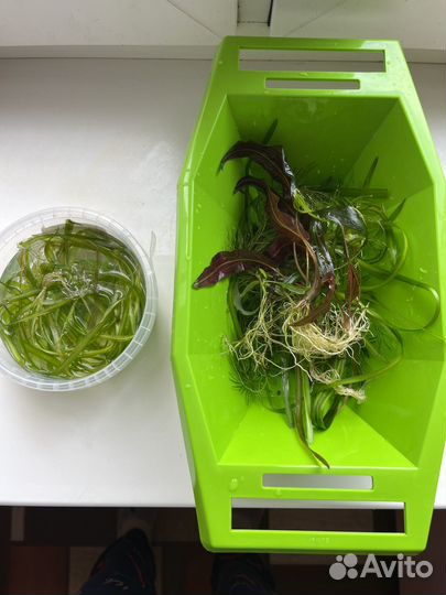 Аквариумные растения прополка