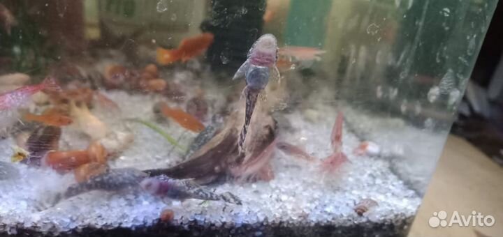 Аквариумные рыбки