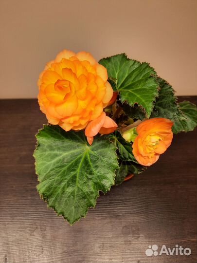 Бегония цветущая