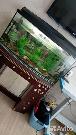 Аквариум 250 литров