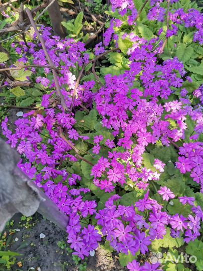 Многолетние цветы