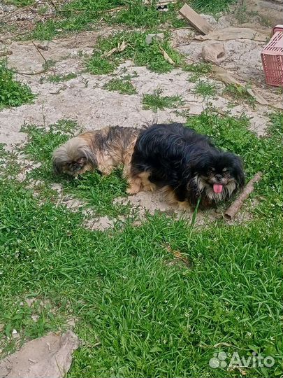 Вязка пекинес