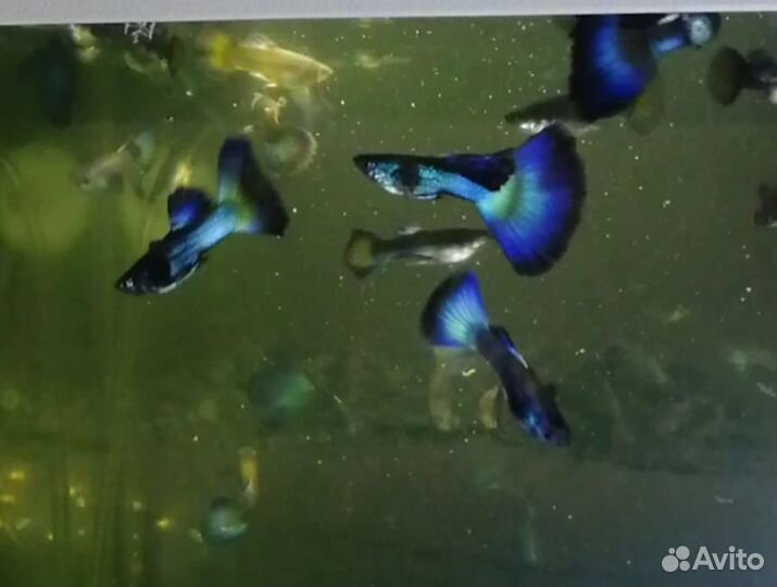 Гуппи гибрид малахита и черно-синей самки