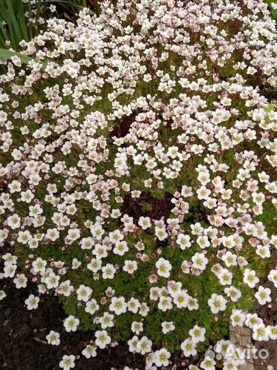 Многолетники