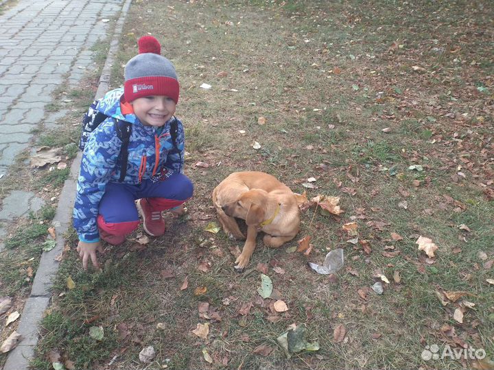 Собачка подросток