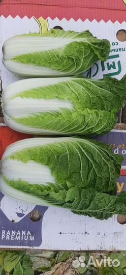 Пекинская капуста