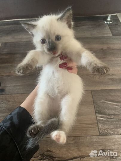 Котята тайские девочка и мальчик