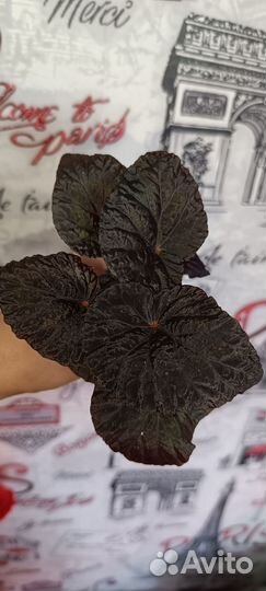 Бегония декоративно лиственная