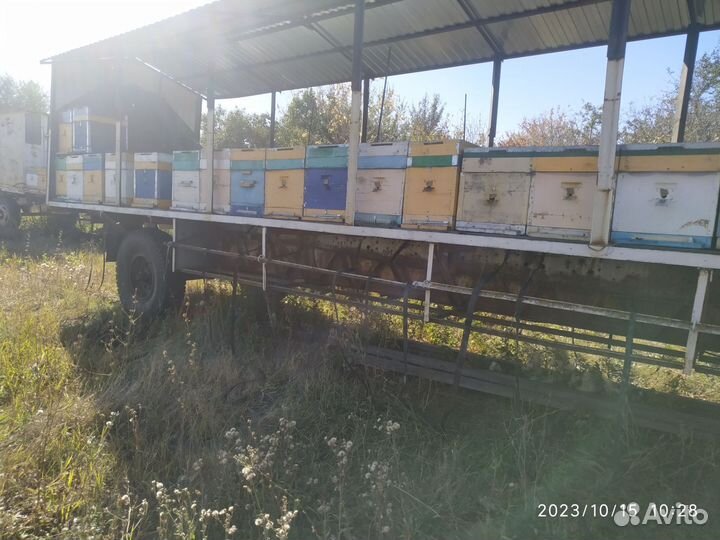 Продаю мед подсолнечный, присутствует кориандр