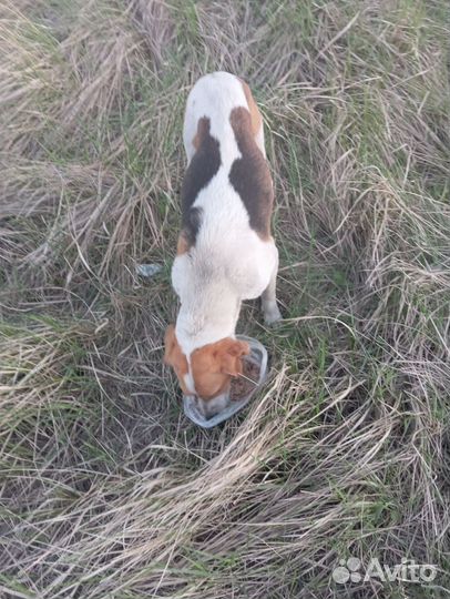 Русская пегая гончая