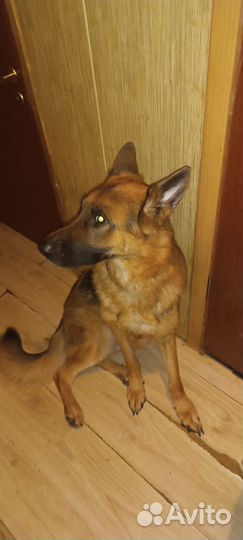 Немецкая овчарка