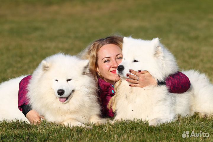 Передержка для собак