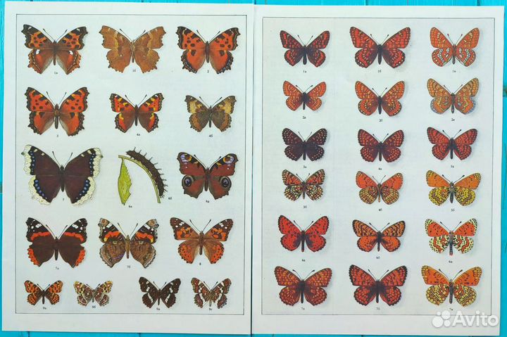 Винтажные иллюстрации бабочки