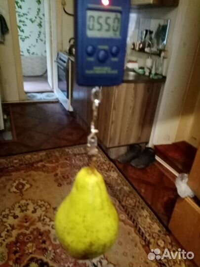 Груша дюшес