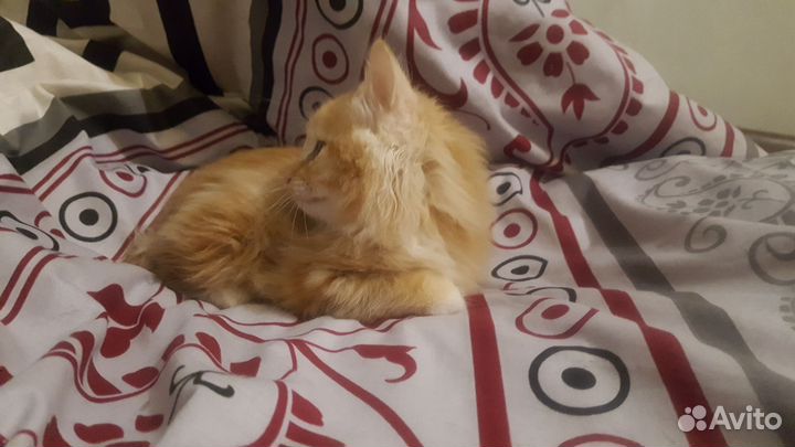 Кошечки Мейн кун