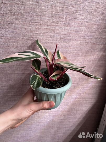 Строманта триколор