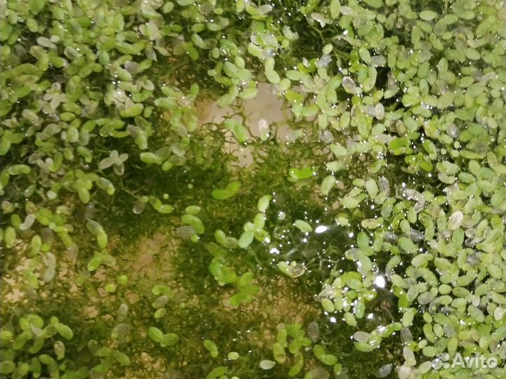 Растения для аквариума