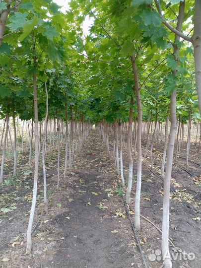 Берёза белая крупномер с комом
