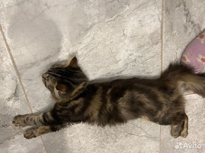 Котёнок бесплатно