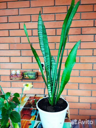 Сансевиерия тещин язык