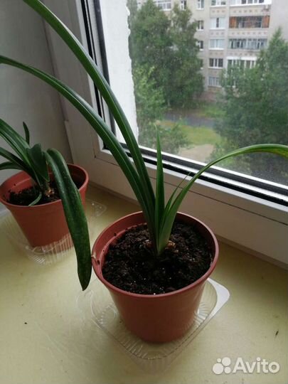 Гиппиаструм