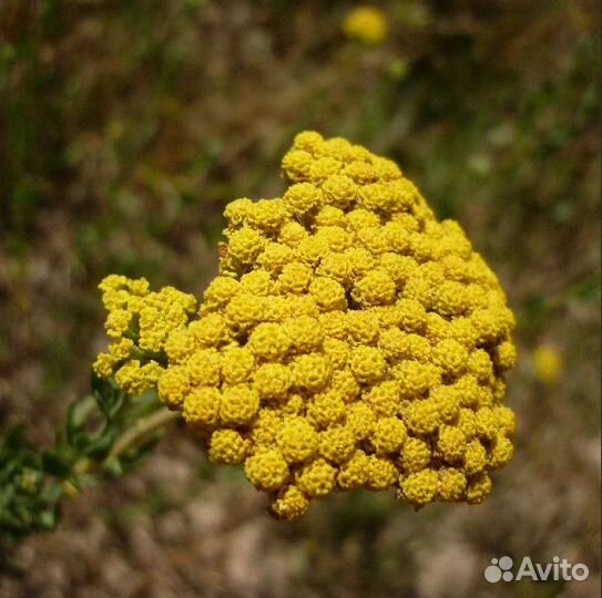 Тысячелистник, разные виды, семена