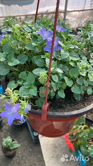 Кампанула жених и невеста