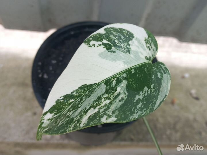 Монстера альба