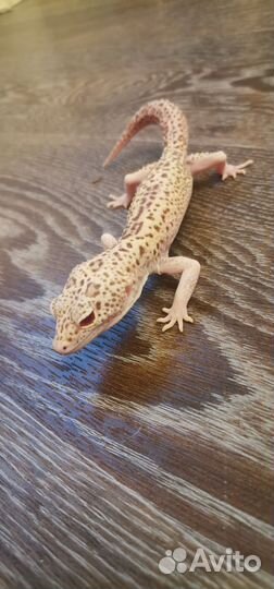 Эублефар самец Stels Enigma