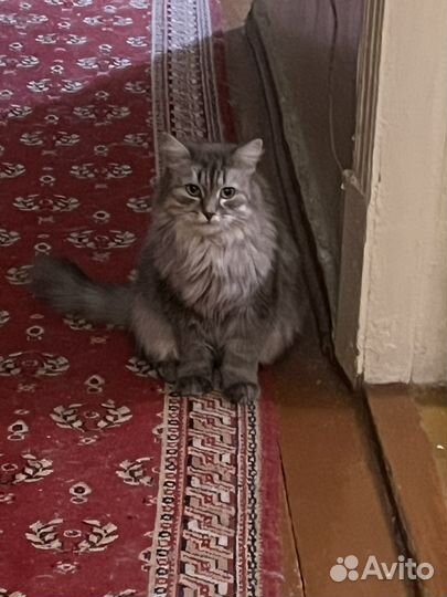 Кошка