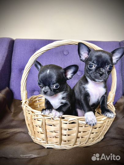Щенки чихуахуа