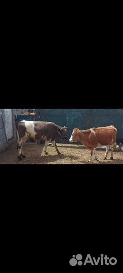 Бычок тёлочка овцы ягнята