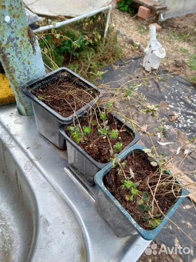 Чабрец (тимьян)