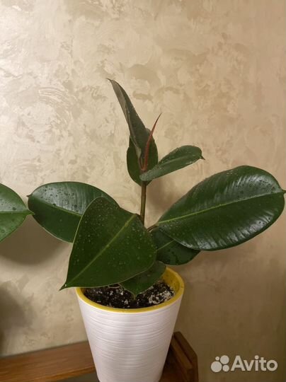 Фикус каучуконосный