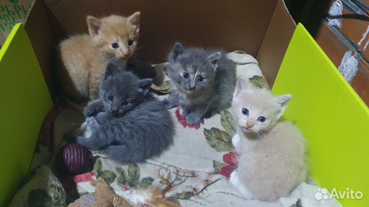 Котята