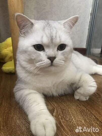 Британский кот Мэрс ждет свою принцессу