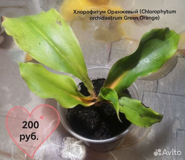 Хлорофитум грин оранж