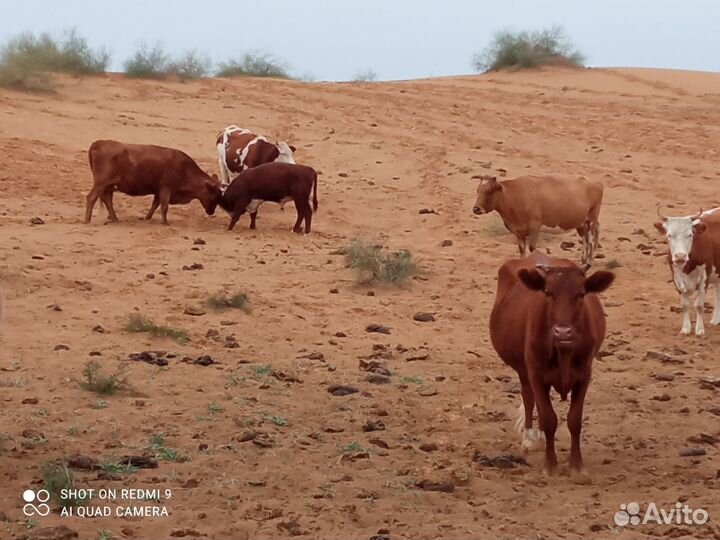 Коровы стельные