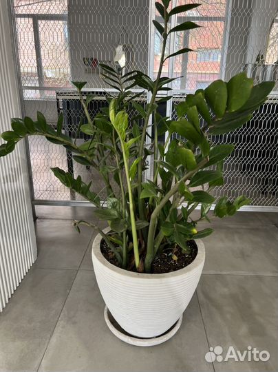 Замиокулькас