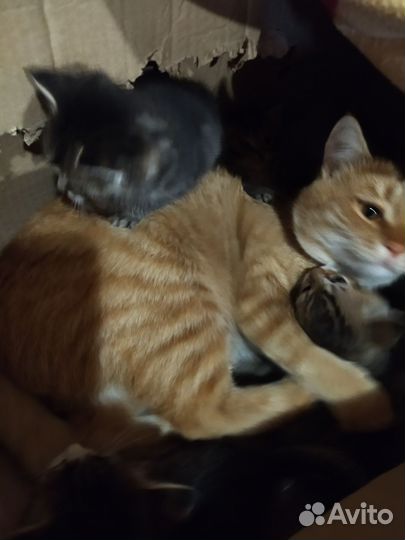 Котята в добрые руки