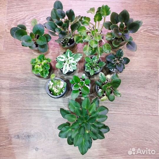 Пестролистные фиалки набором