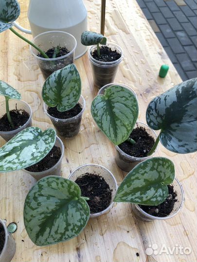 Сциндапсус пиктус треби экзотика