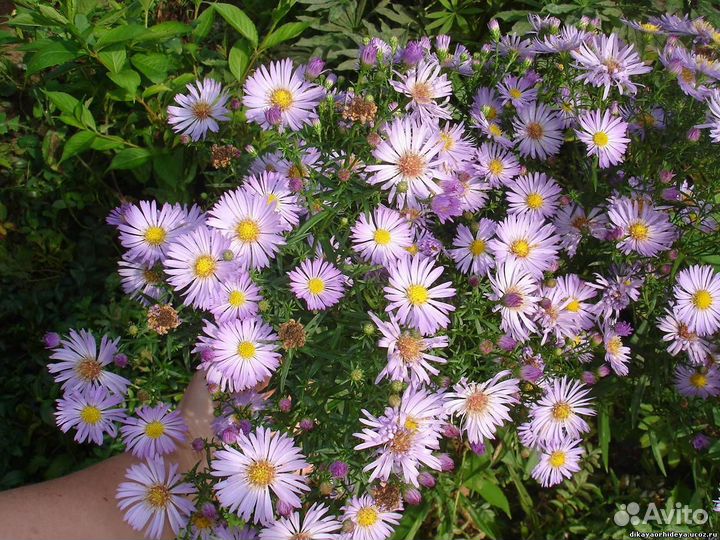 Астры многолетние