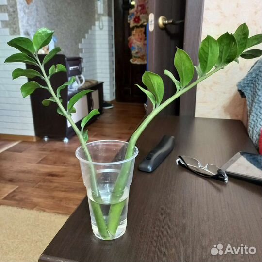 Комнатные цветы